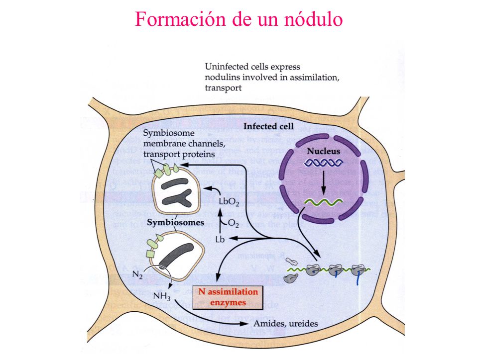 Formación de un nódulo