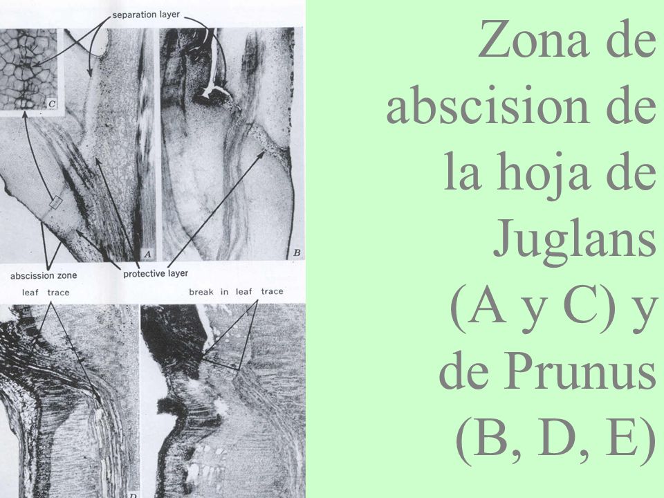 Zona de abscision de la hoja de Juglans (A y C) y de Prunus (B, D, E)