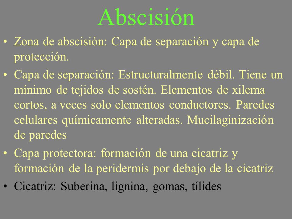 Abscisión Zona de abscisión: Capa de separación y capa de protección.