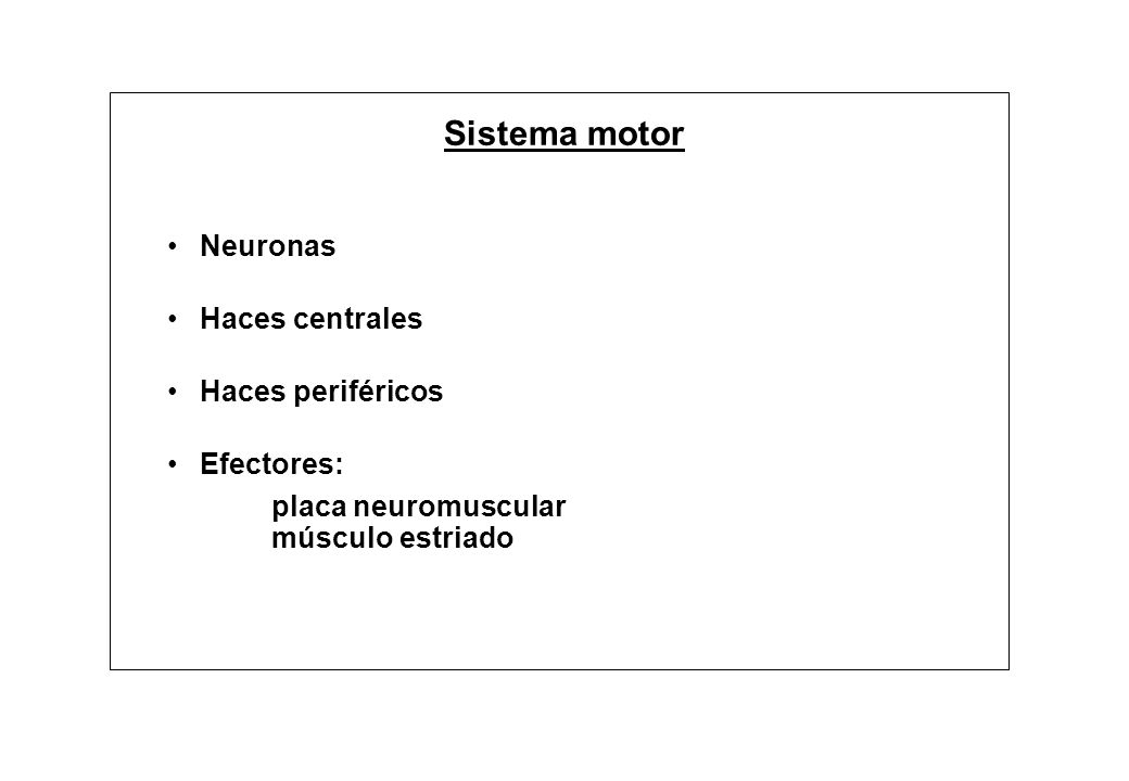 Sistema motor Neuronas Haces centrales Haces periféricos Efectores: