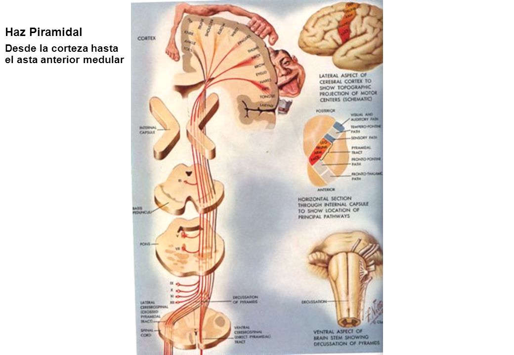Haz Piramidal Desde la corteza hasta el asta anterior medular