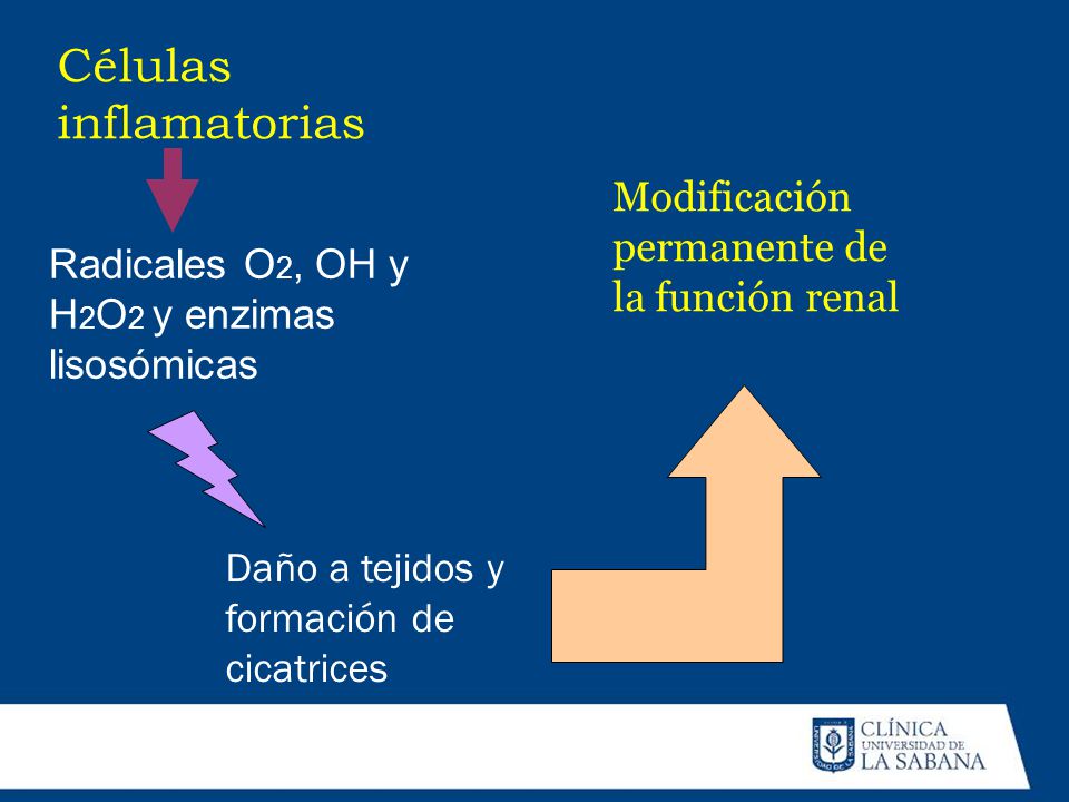 Células inflamatorias