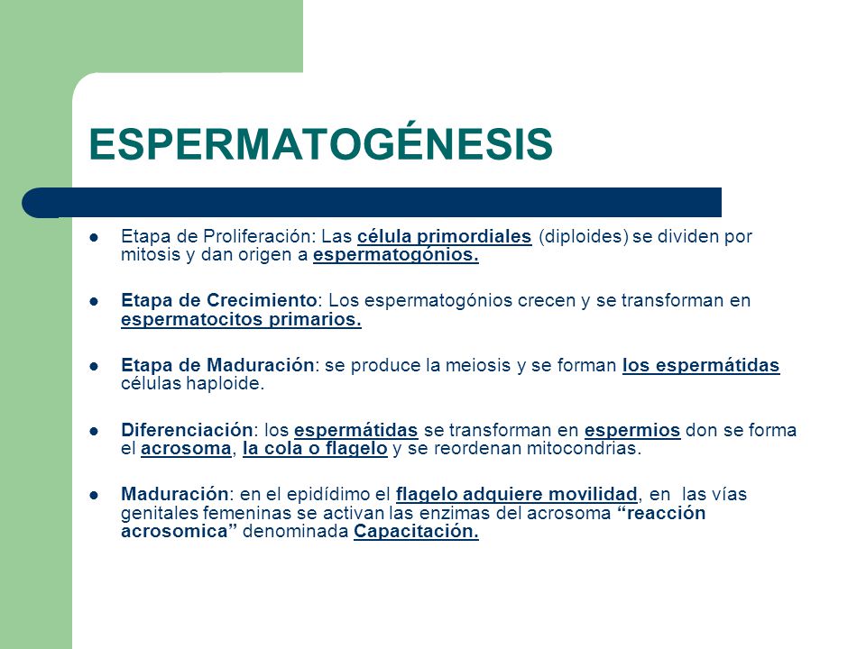 ESPERMATOGÉNESIS Etapa de Proliferación: Las célula primordiales (diploides) se dividen por mitosis y dan origen a espermatogónios.