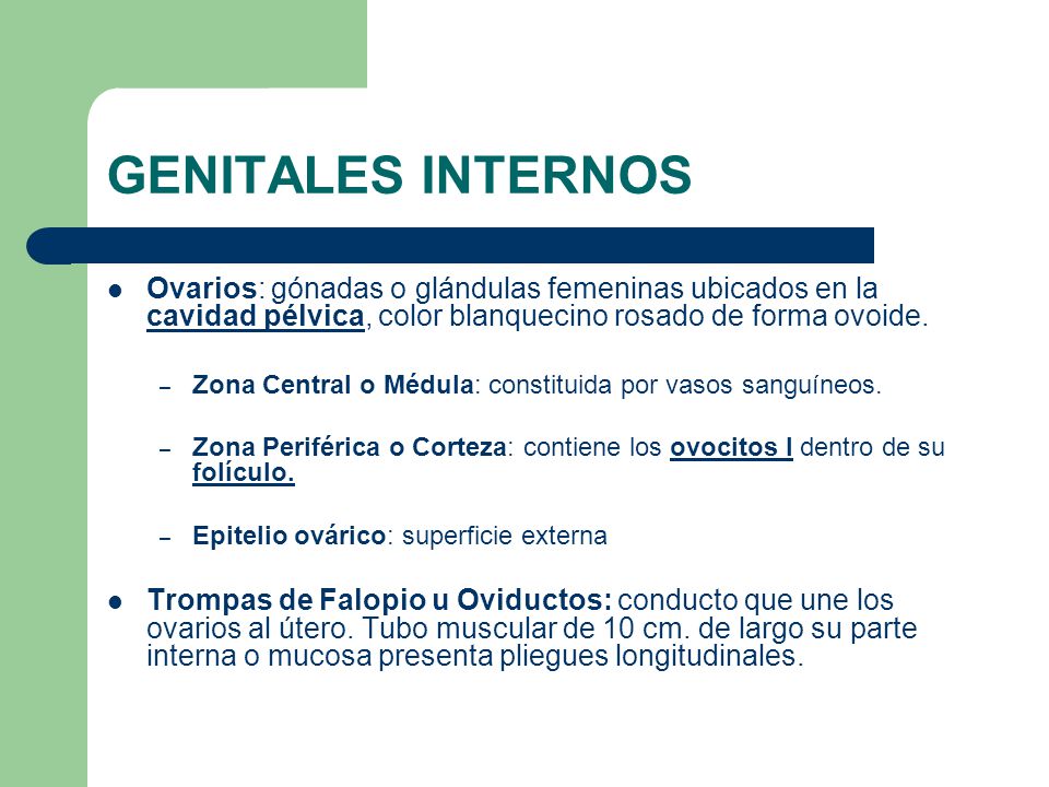 GENITALES INTERNOS Ovarios: gónadas o glándulas femeninas ubicados en la cavidad pélvica, color blanquecino rosado de forma ovoide.