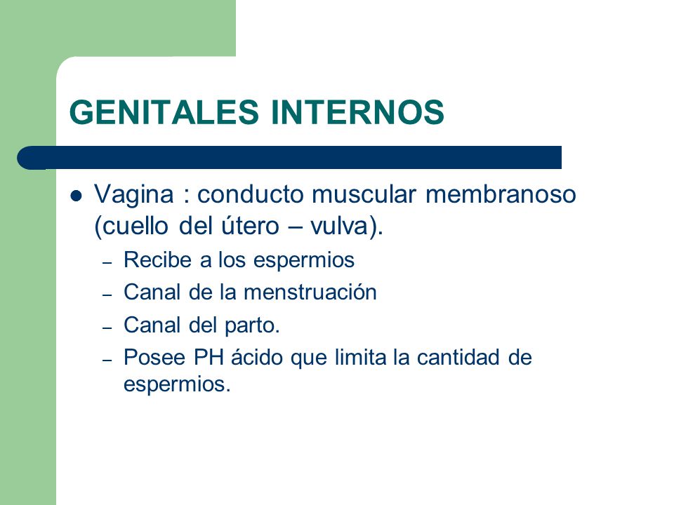 GENITALES INTERNOS Vagina : conducto muscular membranoso (cuello del útero – vulva). Recibe a los espermios.