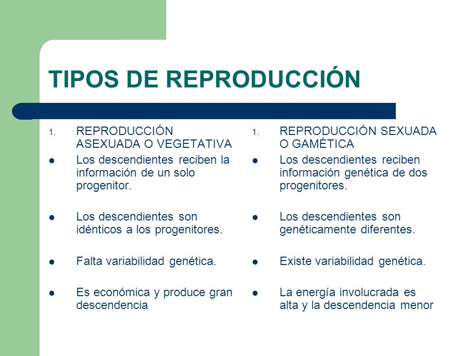 TIPOS DE REPRODUCCIÓN REPRODUCCIÓN ASEXUADA O VEGETATIVA