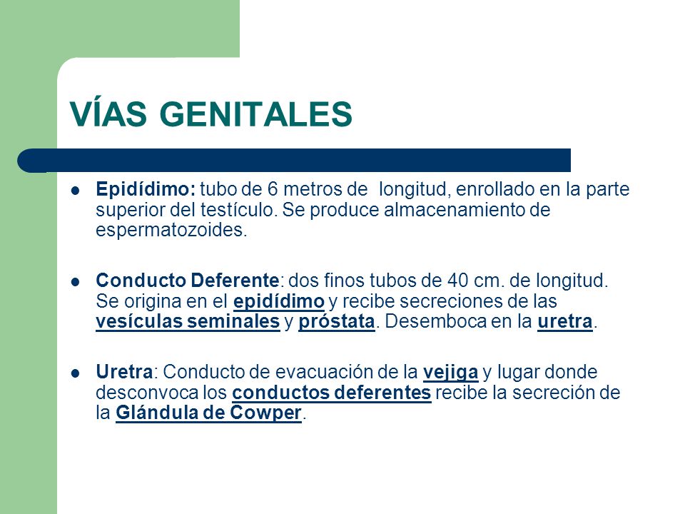 VÍAS GENITALES Epidídimo: tubo de 6 metros de longitud, enrollado en la parte superior del testículo. Se produce almacenamiento de espermatozoides.