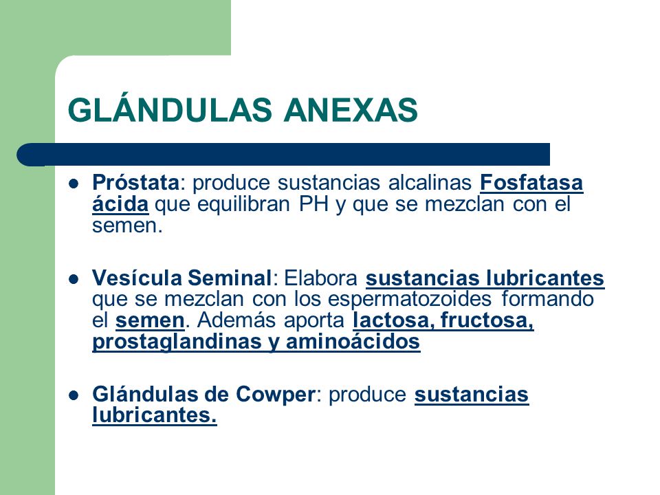 GLÁNDULAS ANEXAS Próstata: produce sustancias alcalinas Fosfatasa ácida que equilibran PH y que se mezclan con el semen.