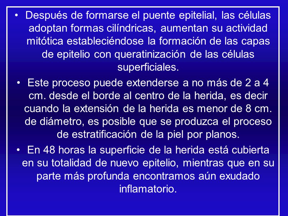 Después de formarse el puente epitelial, las células adoptan formas cilíndricas, aumentan su actividad mitótica estableciéndose la formación de las capas de epitelio con queratinización de las células superficiales.