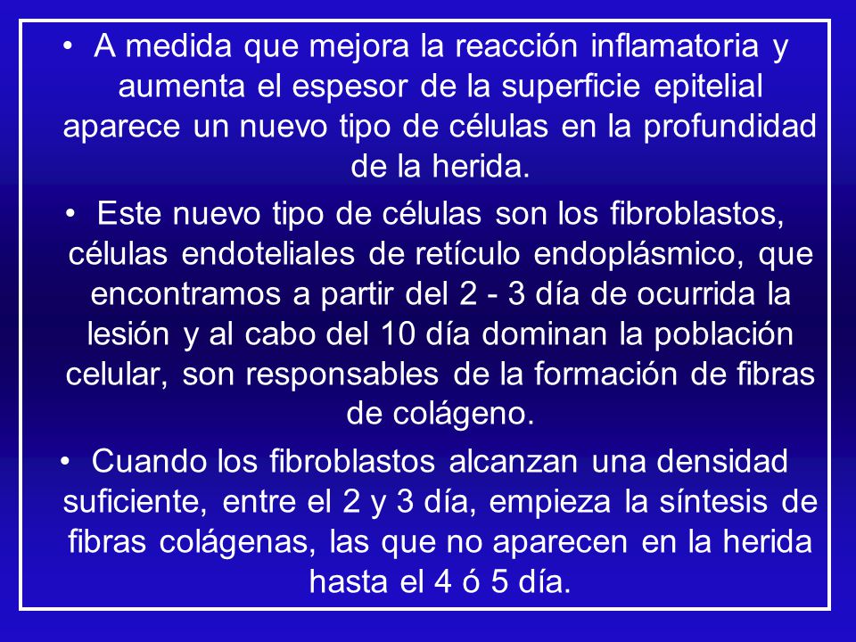 A medida que mejora la reacción inflamatoria y aumenta el espesor de la superficie epitelial aparece un nuevo tipo de células en la profundidad de la herida.