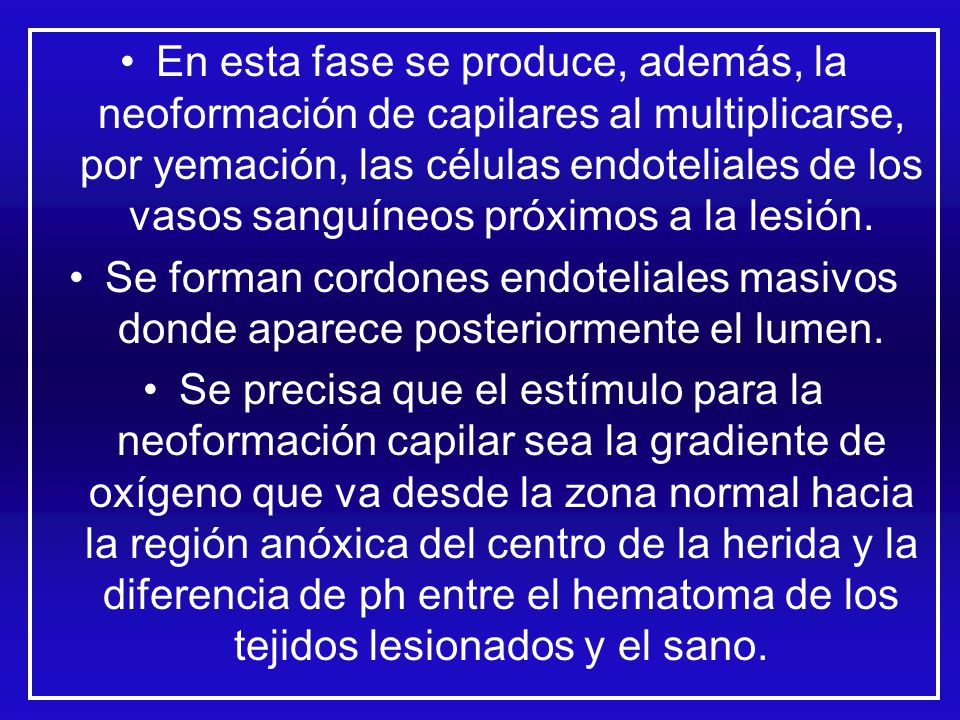 En esta fase se produce, además, la neoformación de capilares al multiplicarse, por yemación, las células endoteliales de los vasos sanguíneos próximos a la lesión.