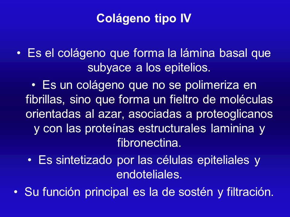 Es el colágeno que forma la lámina basal que subyace a los epitelios.