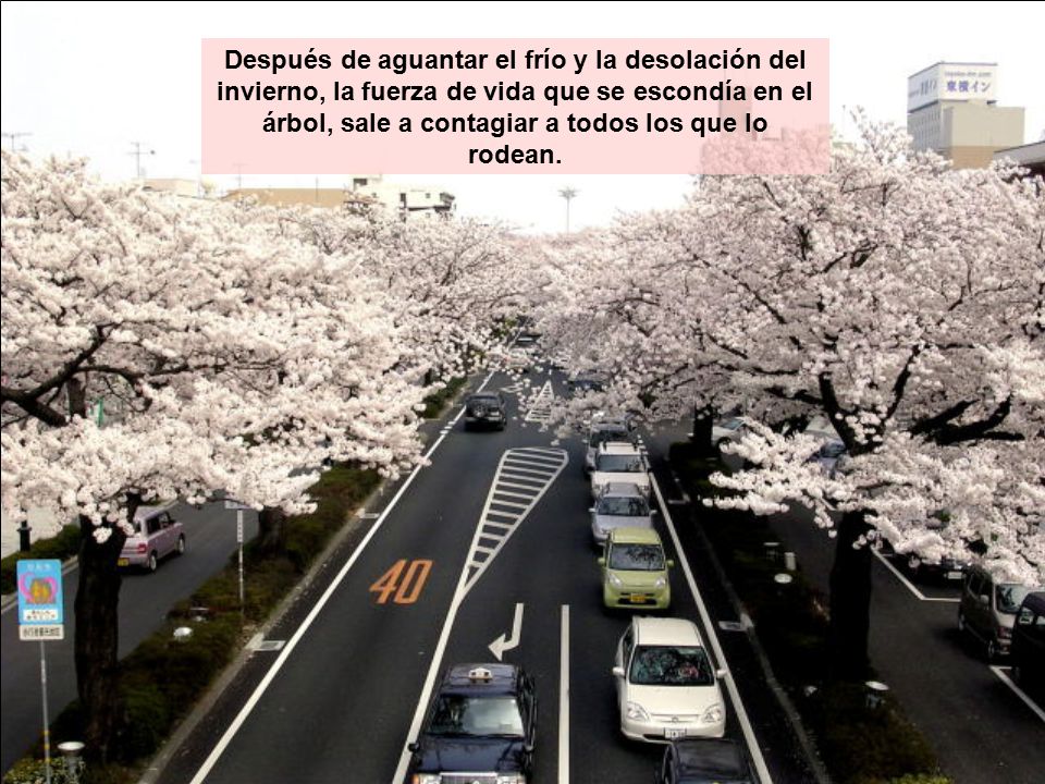Después de aguantar el frío y la desolación del invierno, la fuerza de vida que se escondía en el árbol, sale a contagiar a todos los que lo rodean.