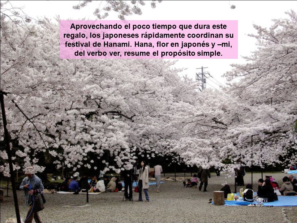 Aprovechando el poco tiempo que dura este regalo, los japoneses rápidamente coordinan su festival de Hanami.