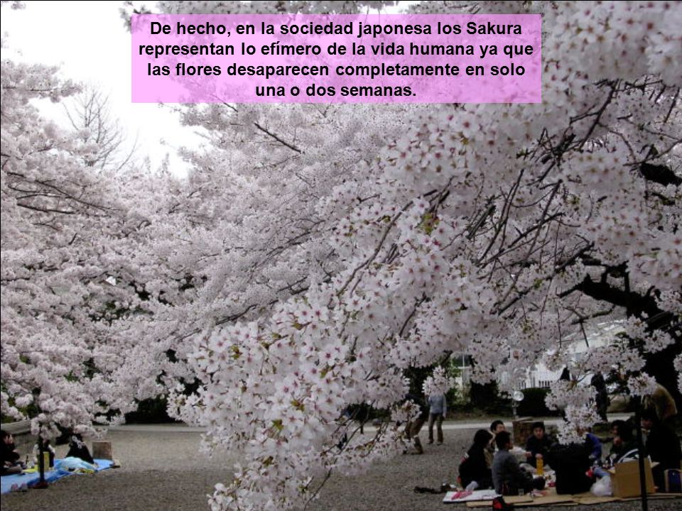 De hecho, en la sociedad japonesa los Sakura representan lo efímero de la vida humana ya que las flores desaparecen completamente en solo una o dos semanas.