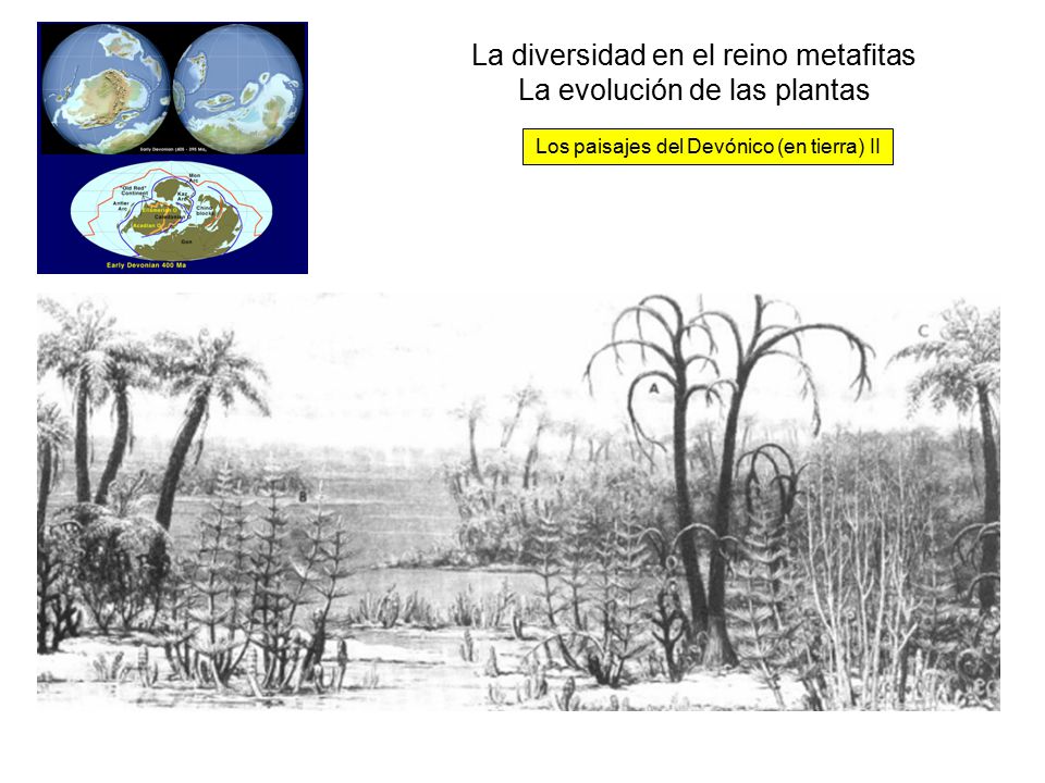 La diversidad en el reino metafitas La evolución de las plantas