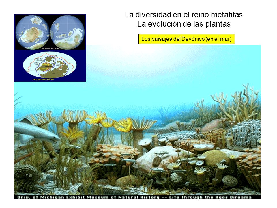La diversidad en el reino metafitas La evolución de las plantas