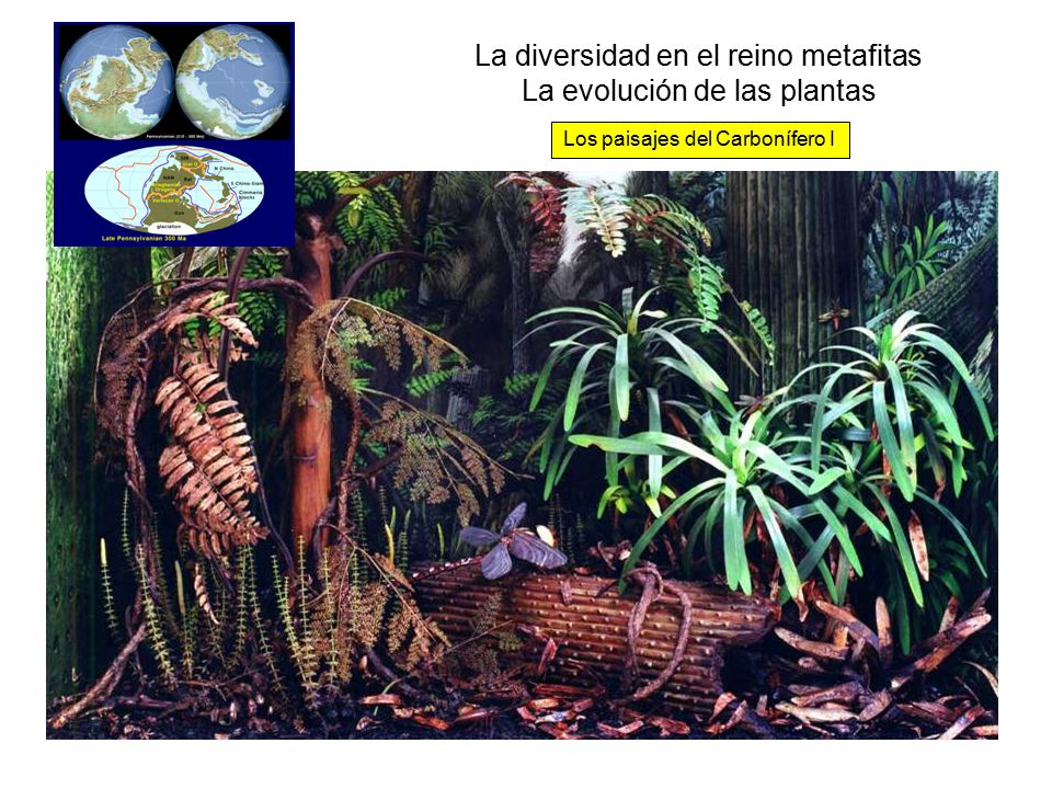 La diversidad en el reino metafitas La evolución de las plantas