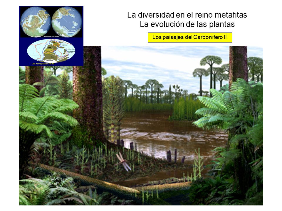 La diversidad en el reino metafitas La evolución de las plantas