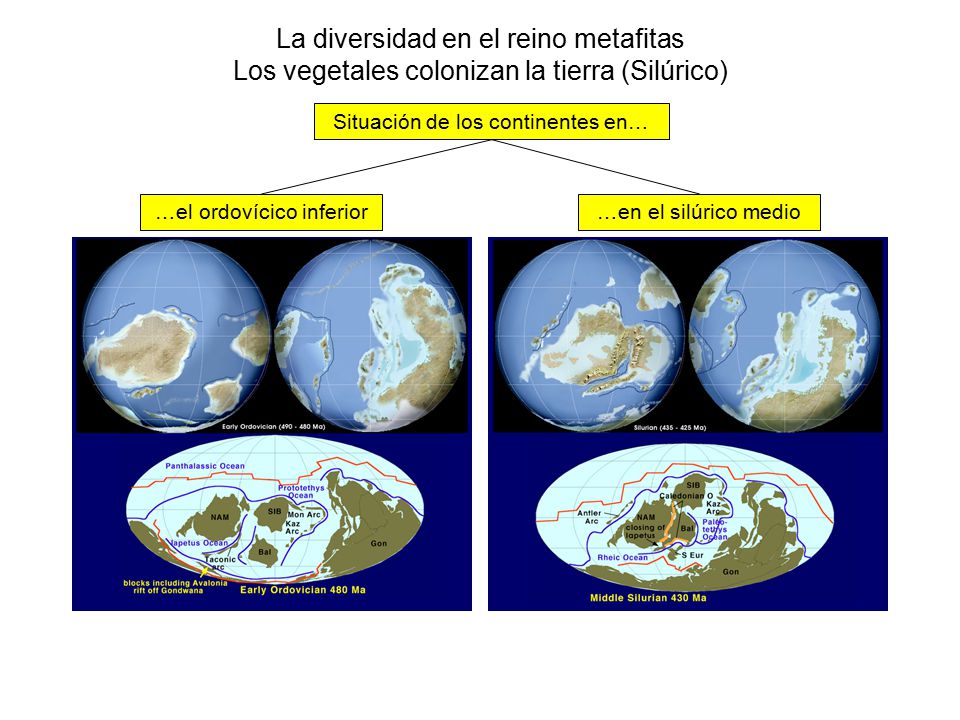 La diversidad en el reino metafitas Los vegetales colonizan la tierra (Silúrico)