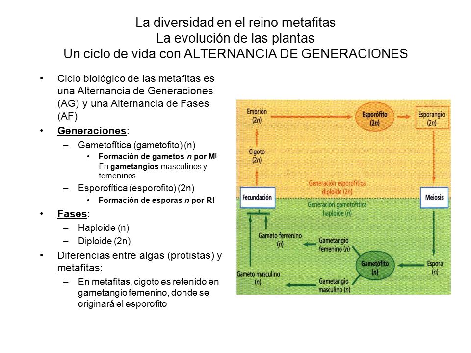 La diversidad en el reino metafitas La evolución de las plantas Un ciclo de vida con ALTERNANCIA DE GENERACIONES