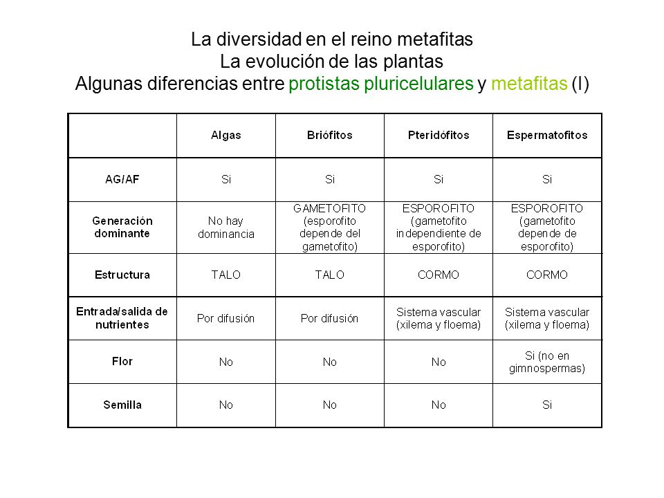 La diversidad en el reino metafitas La evolución de las plantas Algunas diferencias entre protistas pluricelulares y metafitas (I)