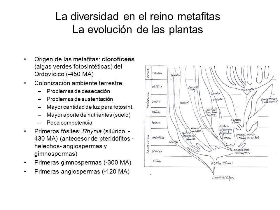 La diversidad en el reino metafitas La evolución de las plantas