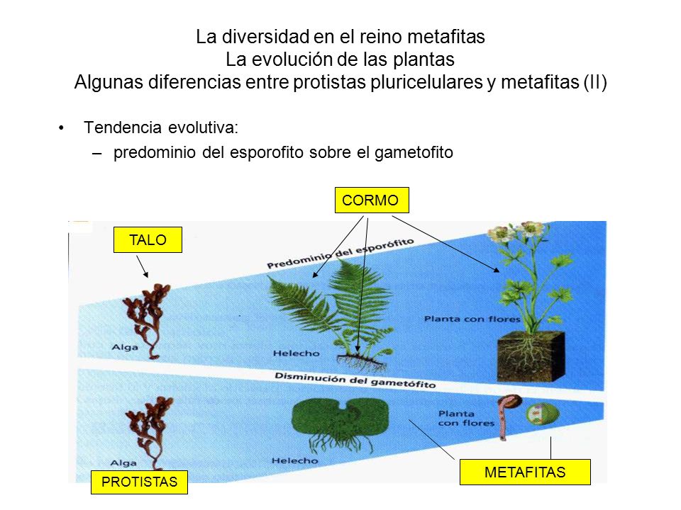La diversidad en el reino metafitas La evolución de las plantas Algunas diferencias entre protistas pluricelulares y metafitas (II)
