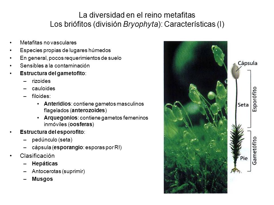 La diversidad en el reino metafitas Los briófitos (división Bryophyta): Características (I)