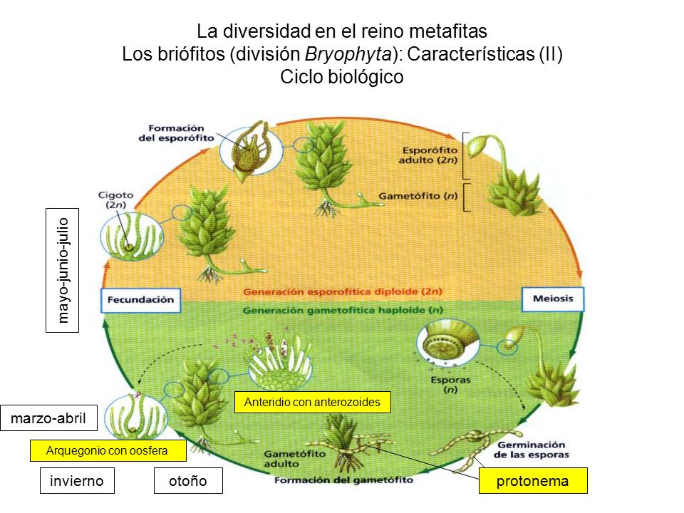 La diversidad en el reino metafitas Los briófitos (división Bryophyta): Características (II) Ciclo biológico
