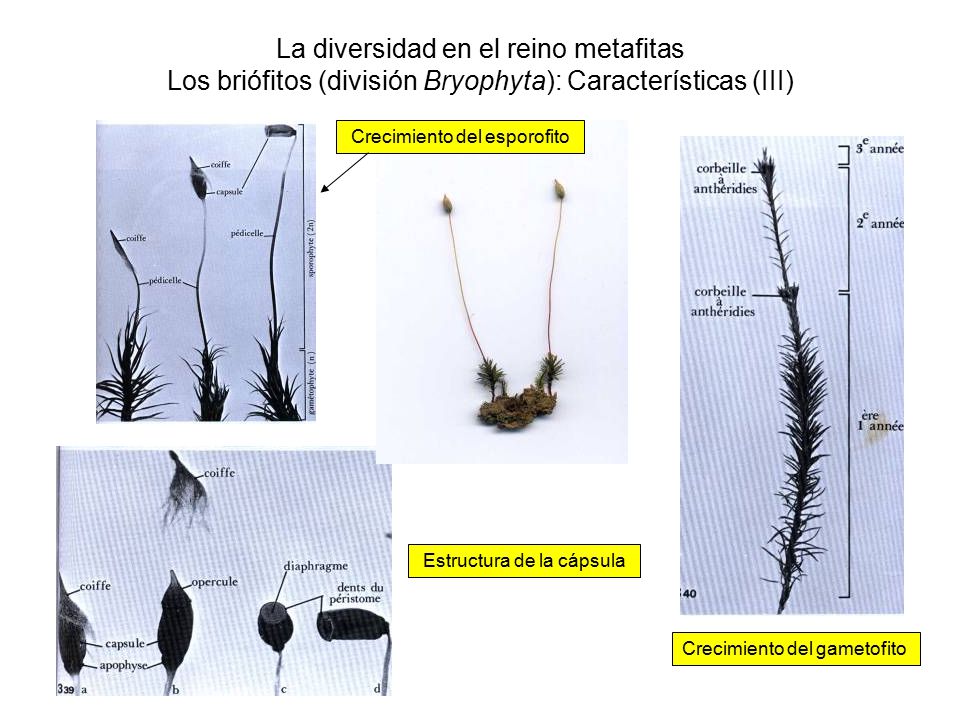 La diversidad en el reino metafitas Los briófitos (división Bryophyta): Características (III)