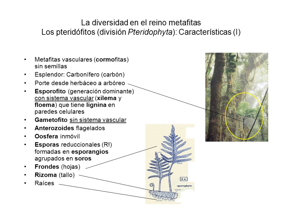 La diversidad en el reino metafitas Los pteridófitos (división Pteridophyta): Características (I)