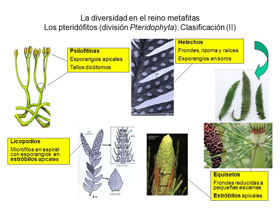 La diversidad en el reino metafitas Los pteridófitos (división Pteridophyta): Clasificación (II)