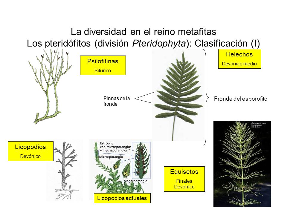 La diversidad en el reino metafitas Los pteridófitos (división Pteridophyta): Clasificación (I)