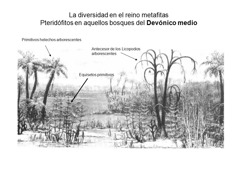 La diversidad en el reino metafitas Pteridófitos en aquellos bosques del Devónico medio