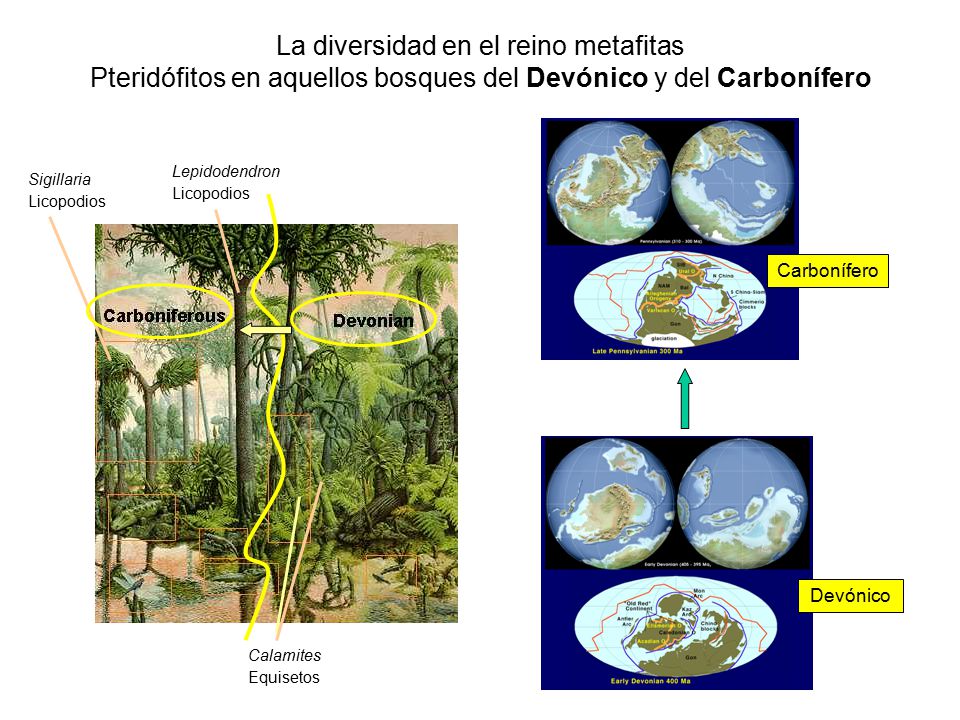 La diversidad en el reino metafitas Pteridófitos en aquellos bosques del Devónico y del Carbonífero