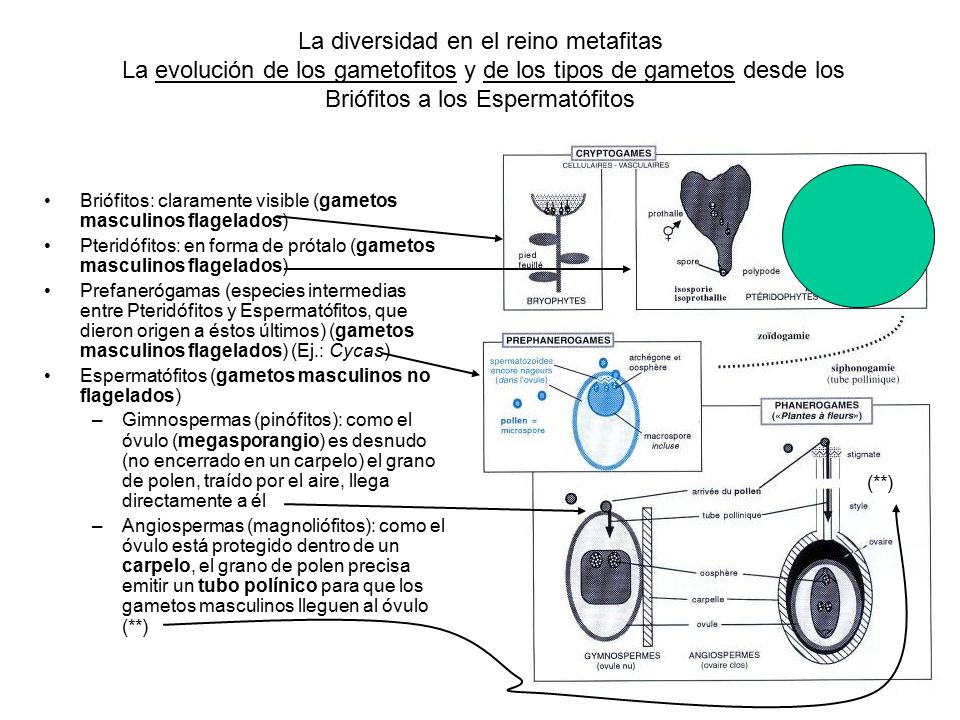 La diversidad en el reino metafitas La evolución de los gametofitos y de los tipos de gametos desde los Briófitos a los Espermatófitos