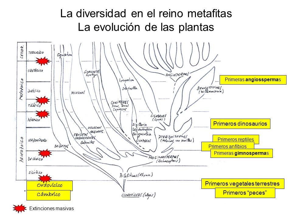 La diversidad en el reino metafitas La evolución de las plantas