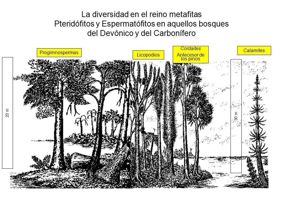 La diversidad en el reino metafitas Pteridófitos y Espermatófitos en aquellos bosques del Devónico y del Carbonífero