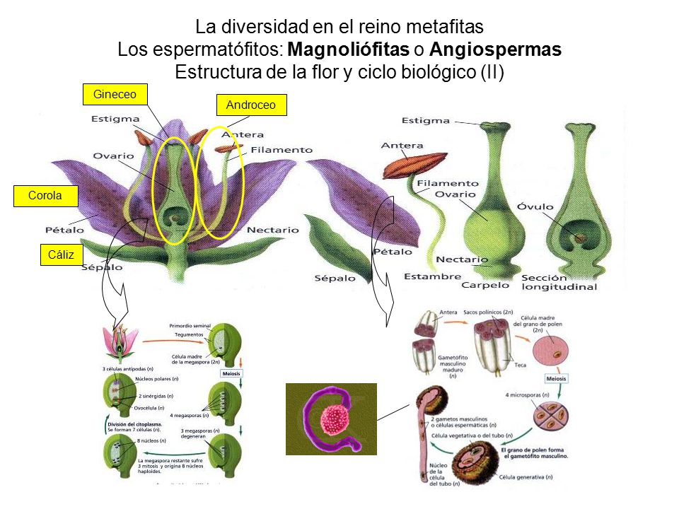 La diversidad en el reino metafitas Los espermatófitos: Magnoliófitas o Angiospermas Estructura de la flor y ciclo biológico (II)