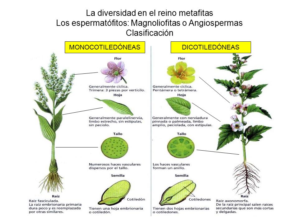La diversidad en el reino metafitas Los espermatófitos: Magnoliofitas o Angiospermas Clasificación