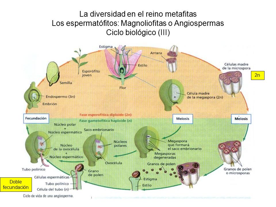 La diversidad en el reino metafitas Los espermatófitos: Magnoliofitas o Angiospermas Ciclo biológico (III)