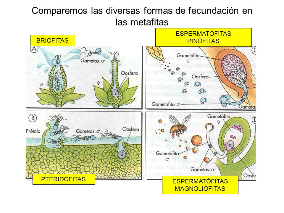 Comparemos las diversas formas de fecundación en las metafitas