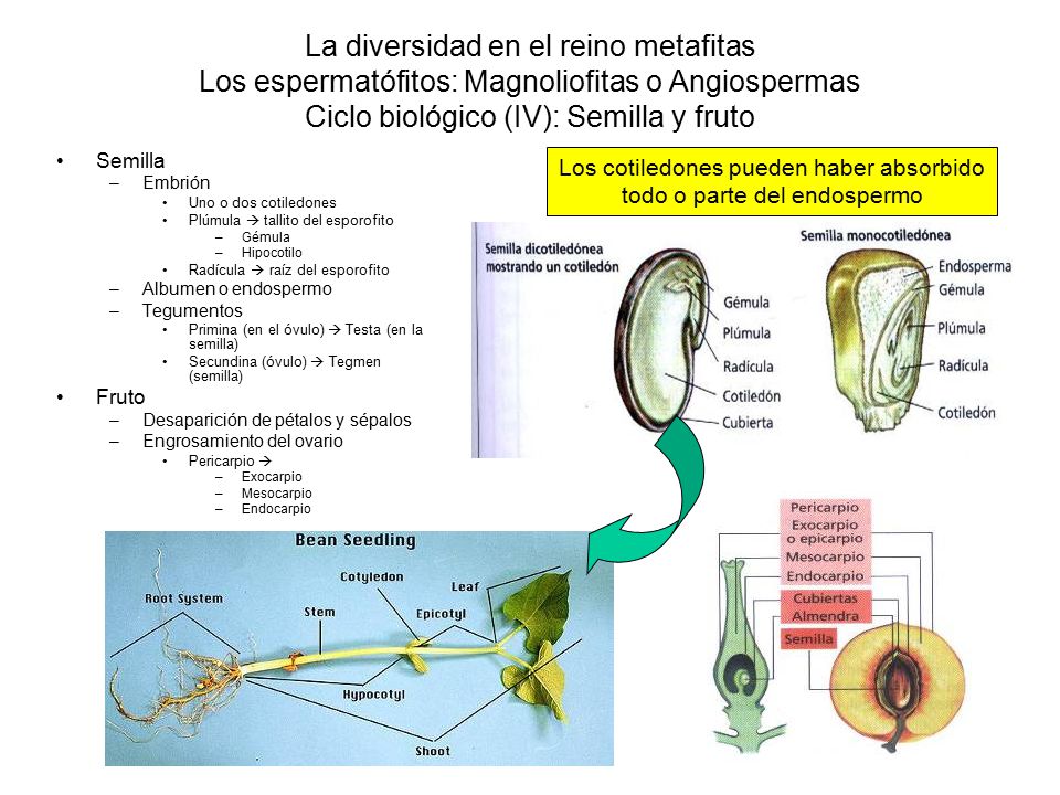 Los cotiledones pueden haber absorbido todo o parte del endospermo
