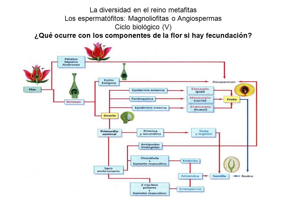 La diversidad en el reino metafitas Los espermatófitos: Magnoliofitas o Angiospermas Ciclo biológico (V) ¿Qué ocurre con los componentes de la flor si hay fecundación