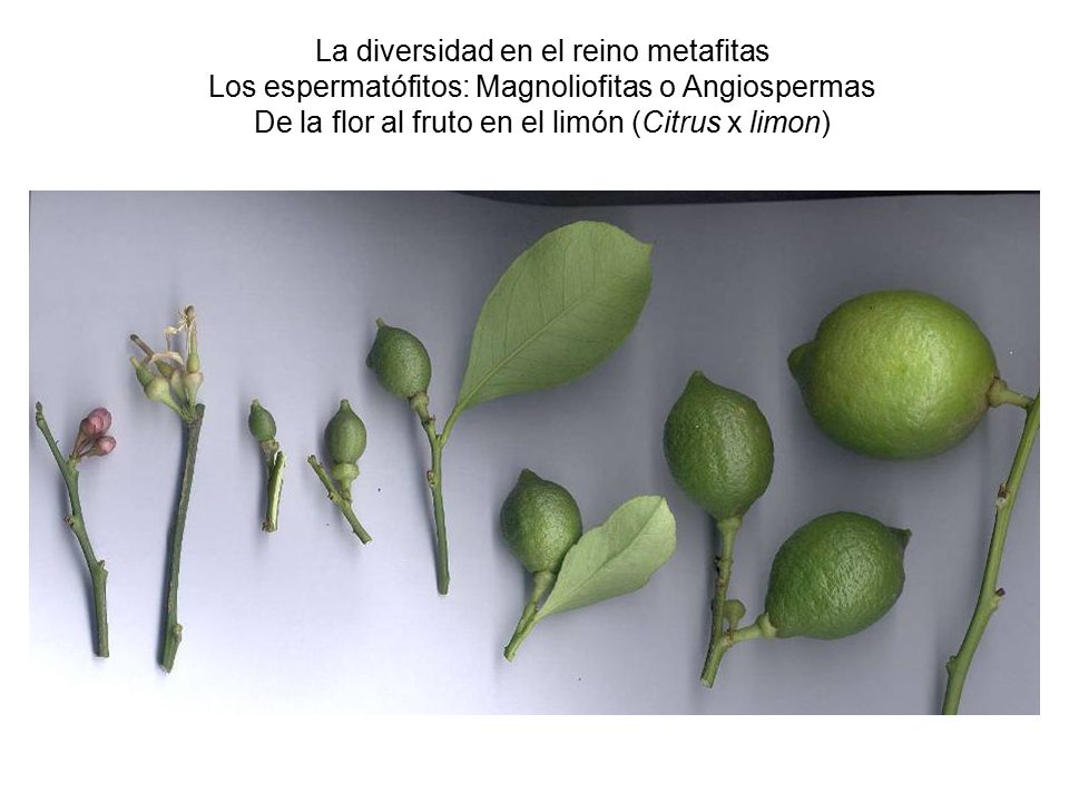 La diversidad en el reino metafitas Los espermatófitos: Magnoliofitas o Angiospermas De la flor al fruto en el limón (Citrus x limon)