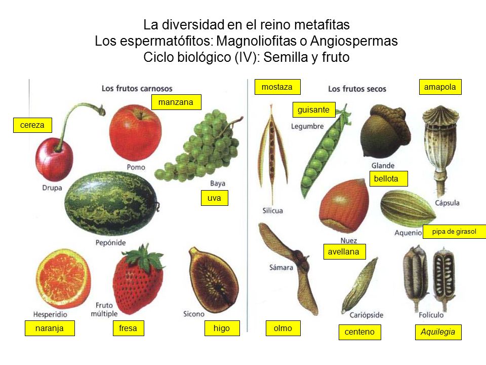 La diversidad en el reino metafitas Los espermatófitos: Magnoliofitas o Angiospermas Ciclo biológico (IV): Semilla y fruto