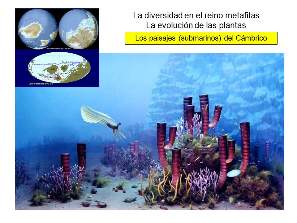 La diversidad en el reino metafitas La evolución de las plantas