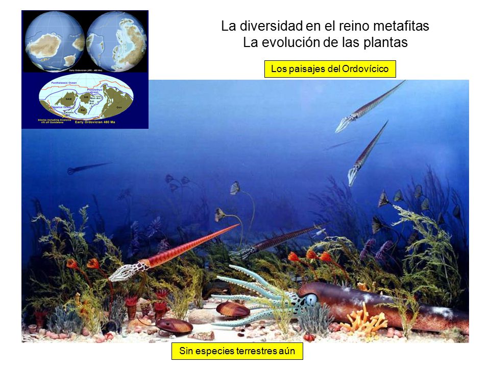La diversidad en el reino metafitas La evolución de las plantas