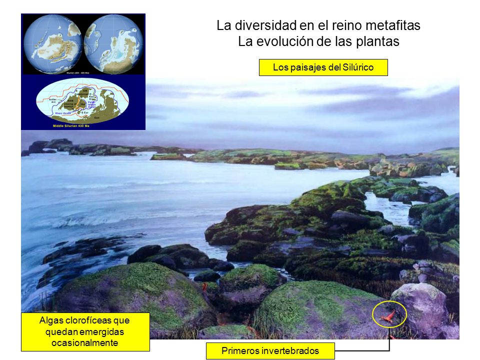 La diversidad en el reino metafitas La evolución de las plantas